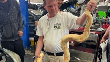 Terrifying moment two pythons crash through skylight and battle each other  in woman's shower