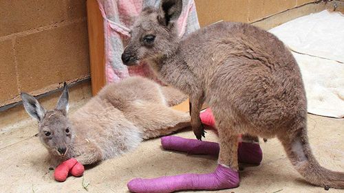 Joeys released after SA bushfires