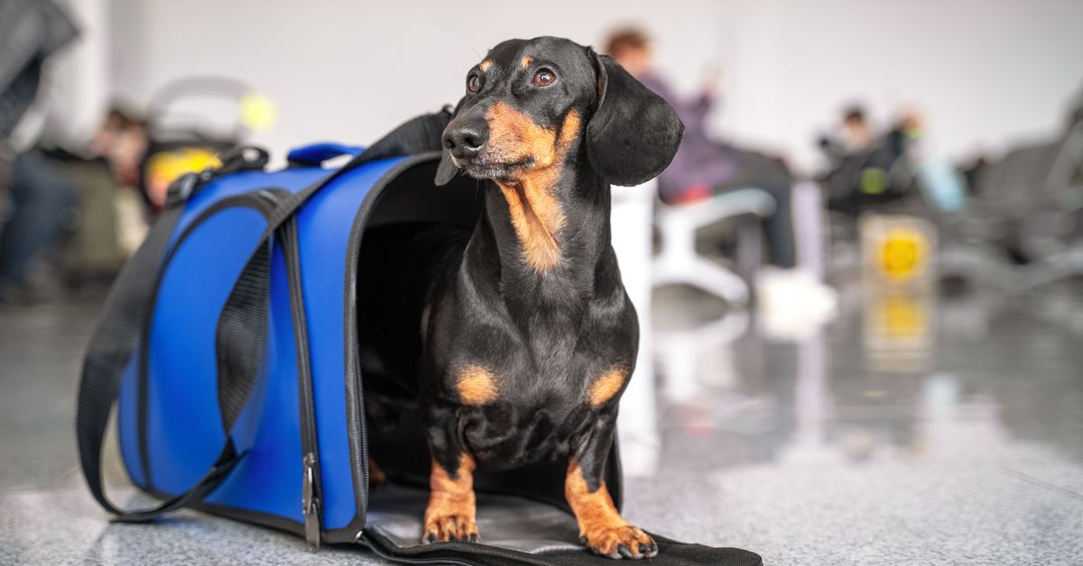 Flying with pets: What owners should know before taking their cats and dogs on a plane