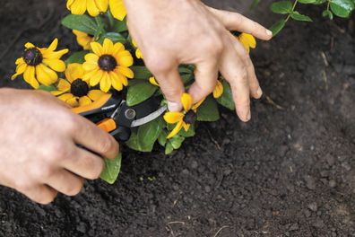 Gardening