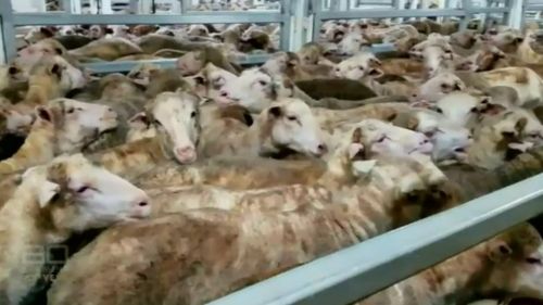 A 60 Minutes investigation lifted the lid on cruel sheep exportation. (60 Minutes)