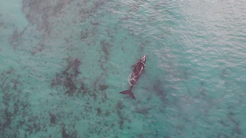 Two adult female whales and two calves were spotted on the Southern Coast of NSW. 