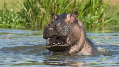 (Tied) 10: Hippos