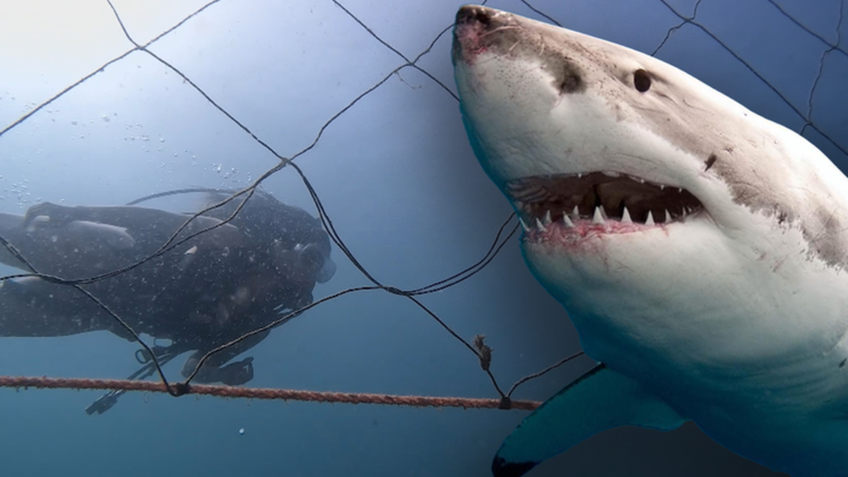Shark nets: Mayor pushes for shark nets to be removed from Bondi