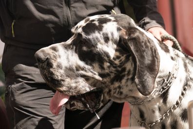 Great Dane dogs on leashes Gran Canaria 3/3/18