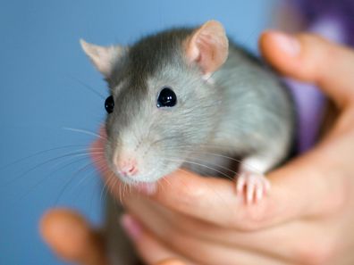 Stock image of a rat
