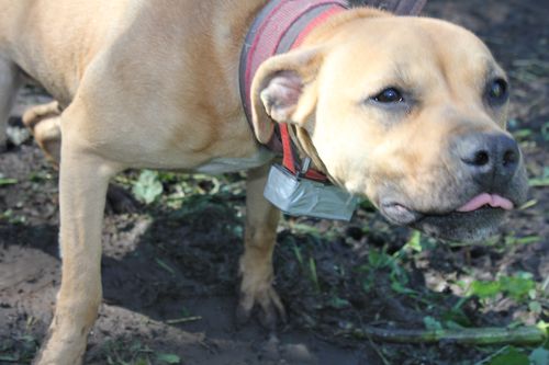 An Adelaide court today heard Hamilton trained his American Staffordshire Terriers to fight and kill using treadmills, electric shock collars and steroids. Picture: RSPCA.