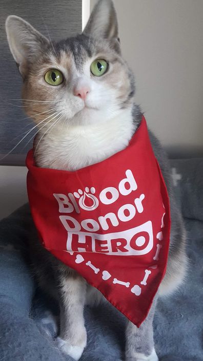 Cat after blood donation 