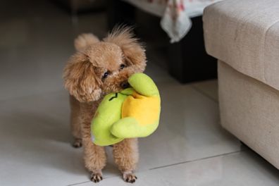 Dog with soft toy