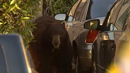 A giant bear was spotted wandering the streets on the outskirts of LA. 