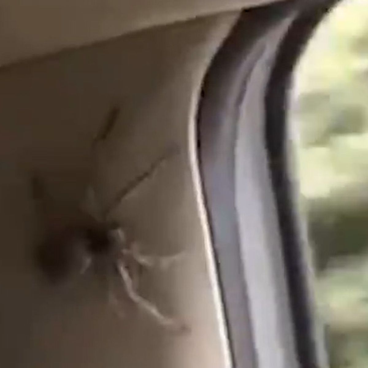 australian huntsman spider car