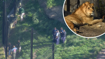 Five lions broke out of their enclosure at Taronga Zoo.
