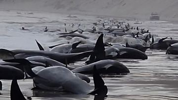 Hundreds of pilot whales have become stranded at Macquarie Harbour on Tasmania&#x27;s west coast in a mass stranding event. 