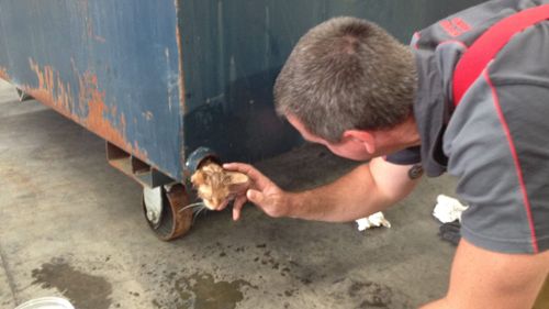 Stuck kitten rescued from Melbourne dumpster pipe