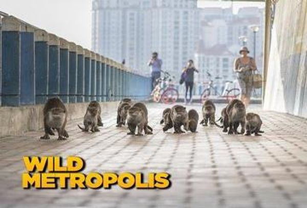 Wild Metropolis