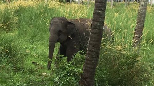 Australian in intensive care after elephant attack in Thailand