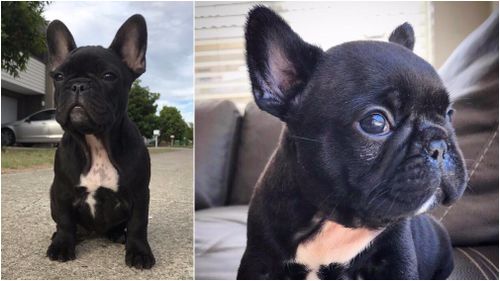 French bulldog Kylie was stolen from her owner's Gold Coast home yesterday. (Facebook)