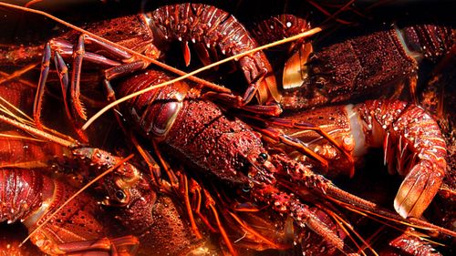 China Trade War Fears For Future Of Australia S Rock Lobster Fishing Industry As China Ban Bites