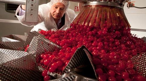 US cherry factory owner kills self after evidence of alleged drug operation