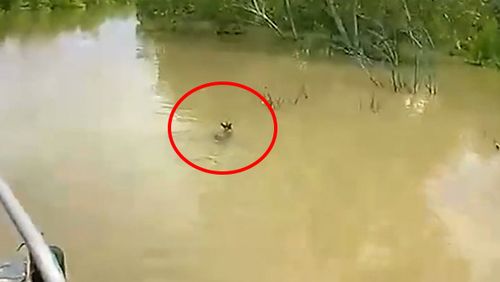 A kangaroo joey has been saved from crocodiles after being spotted trying to stay afloat in flood waters﻿.