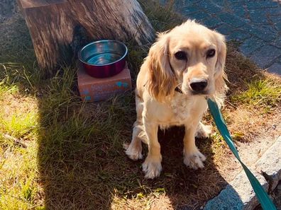 Gardner's cocker spaniel, Honey, vanished from outside her home in June last year.