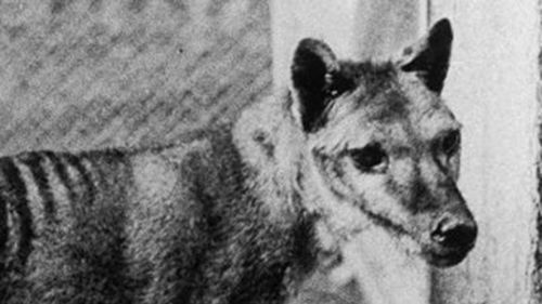 European colonists killed thousands of thylacines to protect their livestock.