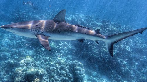 While there has been research done into the behaviour of different shark species, there are no real answers just yet for why sharks act the way they do.