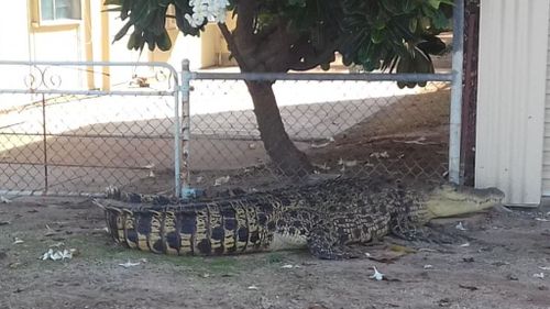 Residents try to blockade rampant croc with wheelie bins in north Queensland