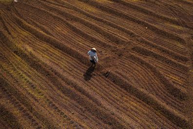Drone view of a farmer is pawing coffee bean on , after drying coffee - Pleiku city, Gia Lai province, central highlands Vietnam