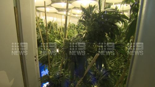 Cannabis hydroponic set up found in Greenacre home.