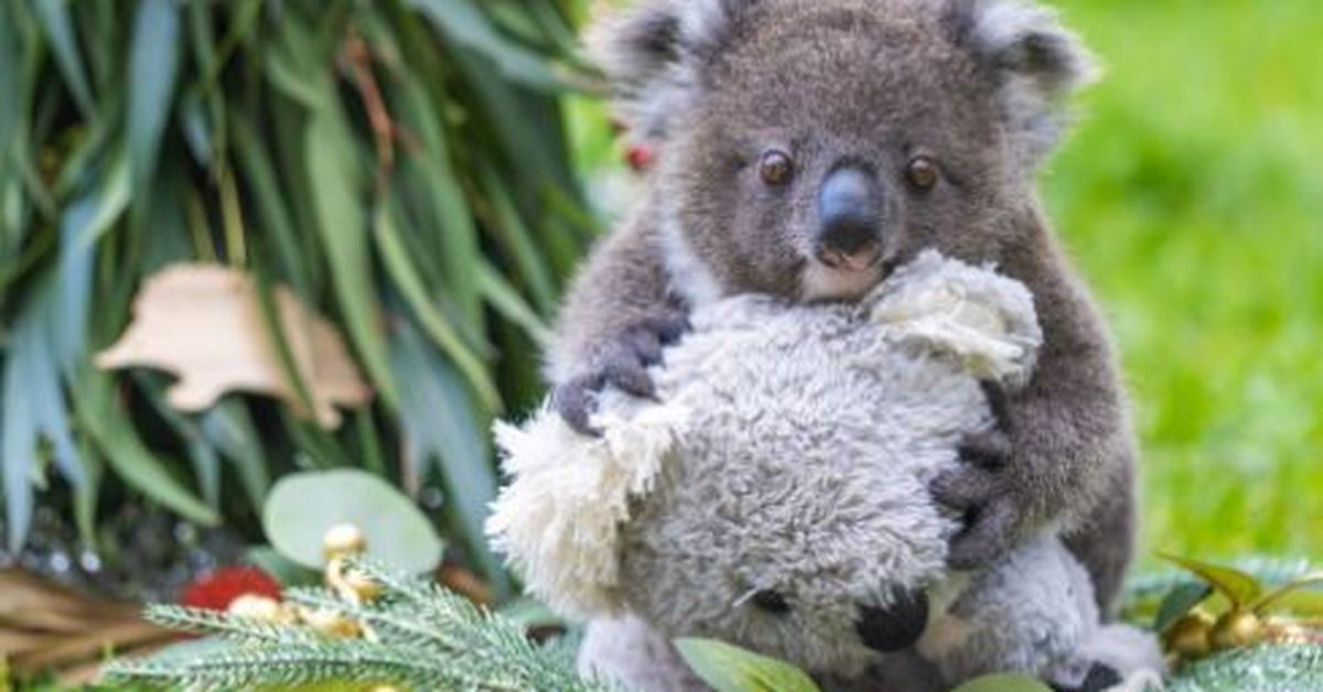 Australian Zoo Asks For Help Naming Rare White Koala, Smart News