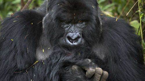 A gorilla in Rwanda.