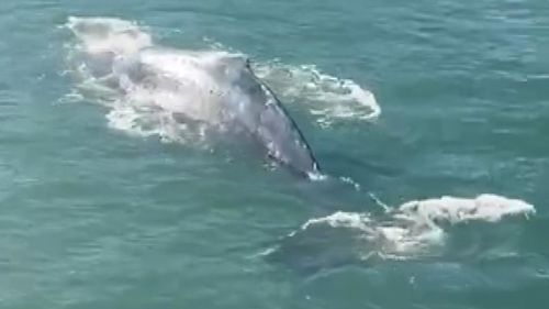 The humpback whale dazzled tourists and locals in Circular Quay this morning, ﻿with ferries halting operations momentarily. 