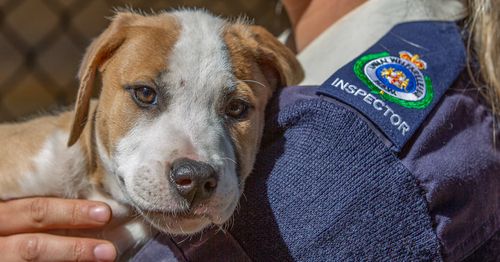Animal rescue shelters across Sydney are experiencing a huge surge in surrendered animals. 