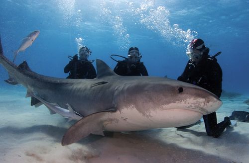 A group of female divers pose with a tiger shark in the Bahamas. Shark shepherd Jim Abernathy has spent an incredible 35 years interacting with sharks underwater. (Getty)