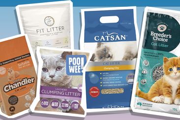 9PR: Self-proclaimed &#x27;cat lady&#x27; ranks the best kitty litters on the market