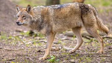 There are 20 adult wolves in the Netherlands, but that number is growing.