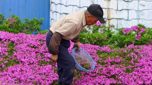 He spent two years planting the flowers. (Facebook/Yoshiyuki  Matsumoto)