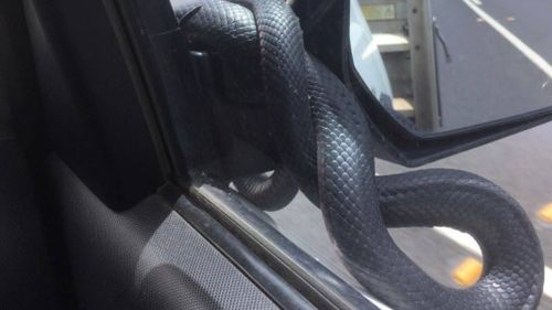 The reptile coiled itself around the driver's side mirror. (Facebook)