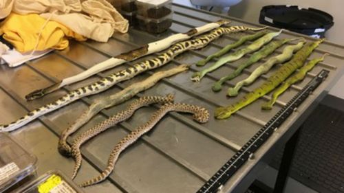 Live snakes, spiders and scorpions found in Melbourne package