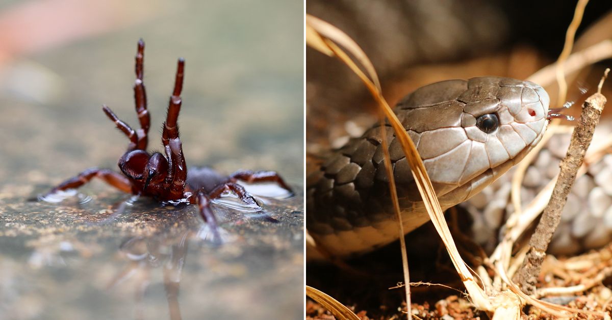 Weather news Australia: Venomous snake and spider numbers to rise with wild  weather