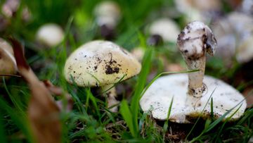 Deadly death cap mushrooms 