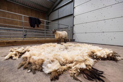 Fiona was finally shorn after she was stranded at the foot of some cliffs for at least two years.