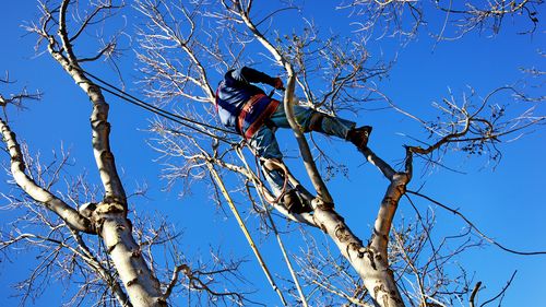 Arborist tree surgeon (file)