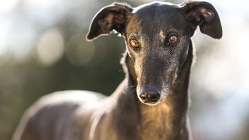 Black greyhound dog.