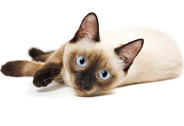 What modern Asian nation did the Siamese cat originate from?