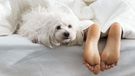 Woman in bed with her dog