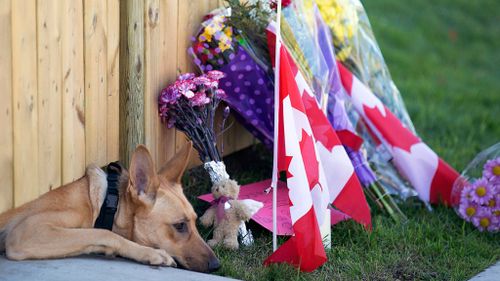 One of Cirillo's dogs waits at the family home.