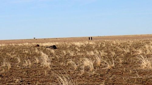 Over 35 horses have been found shockingly shot dead on a central Queensland property. 