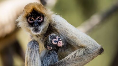 Mother Jai was protective over her youngster. (Supplied Rick Stevens)